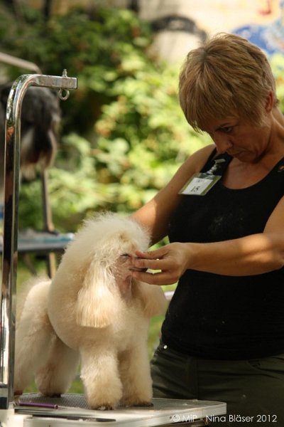2012-07-01 B & B - Bedlington & Bichon Fun Day (17)_1000x1500.jpg